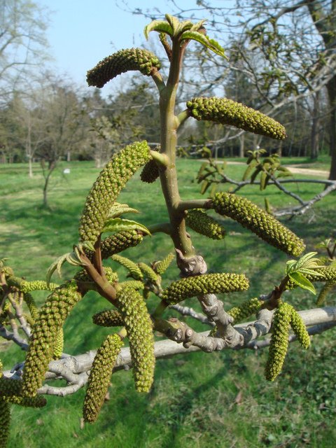 Pterocarya fraxinifolia fleur (3)